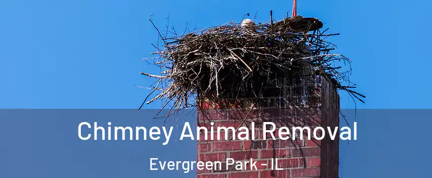 Chimney Animal Removal Evergreen Park - IL