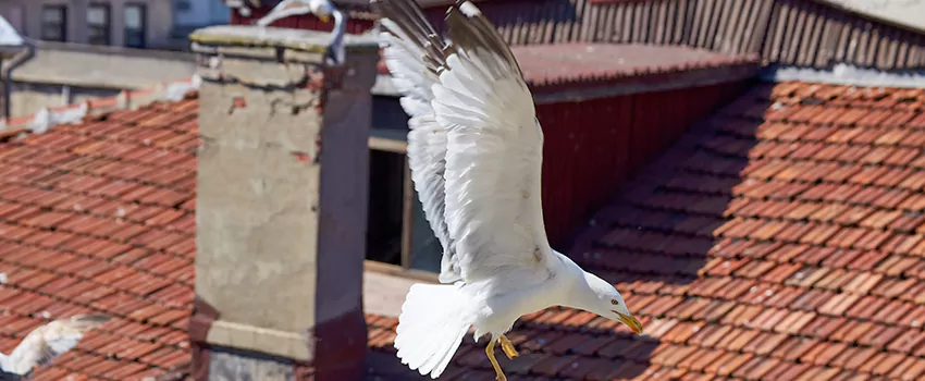 Residential Chimney Animal Removal Solution in Evergreen Park, IL